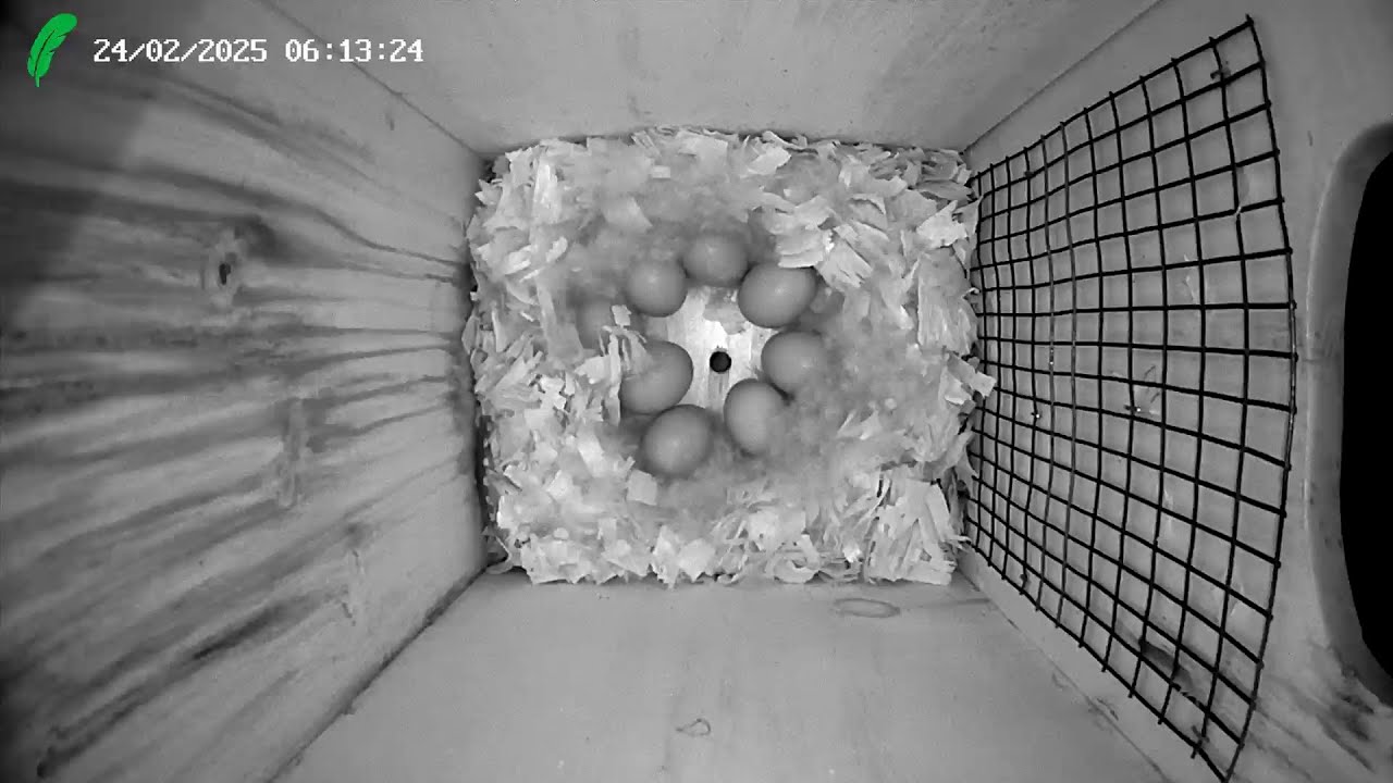 Wood Duck nest box Florida LIVE STREAM