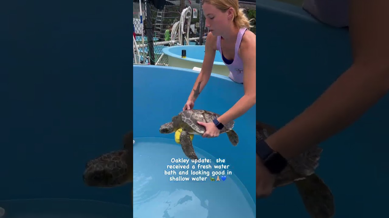 #rescuerehabrelease #connectandprotect #compassioniscontagious #seaturtle #seaturtlelo