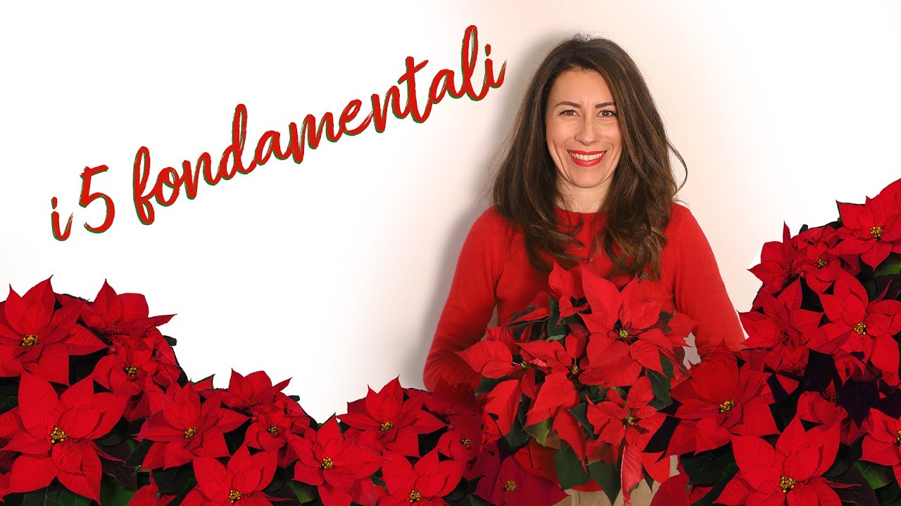 Come curare la Stella di Natale? - INIZIA LA SFIDA