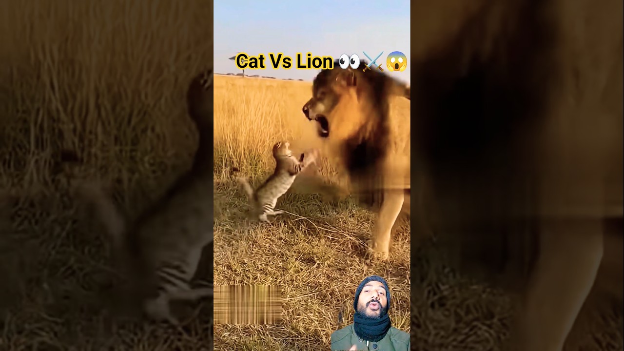 Cat Vs Lion 👀⚔️😱 