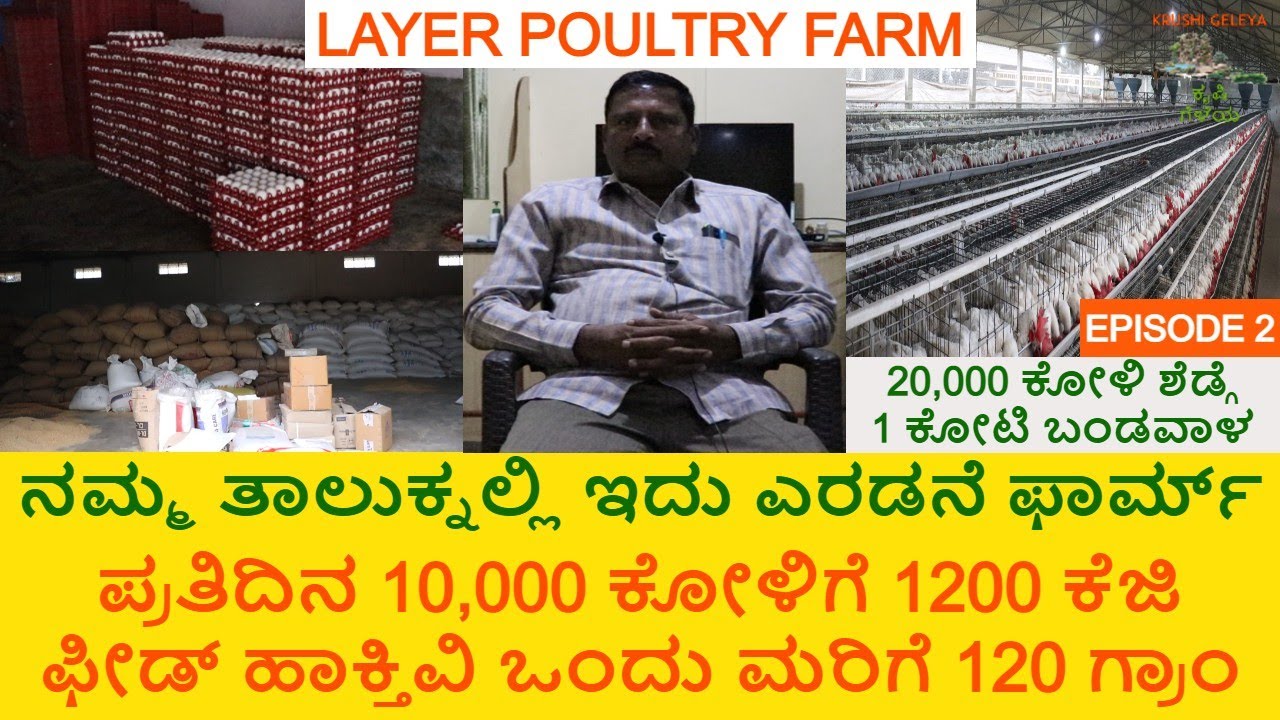 BV 300 Layer Poultry Farming | ಲೇಯರ್ ಕೋಳಿ ಸಾಕಾಣಿಕೆಯಲ್ಲಿ ಒಳ್ಳೆ ಆದಾಯ | NECC Egg ಬೋರ್ಡ್ ಕಮಿಟಿಯ ಮೆಂಬರ್