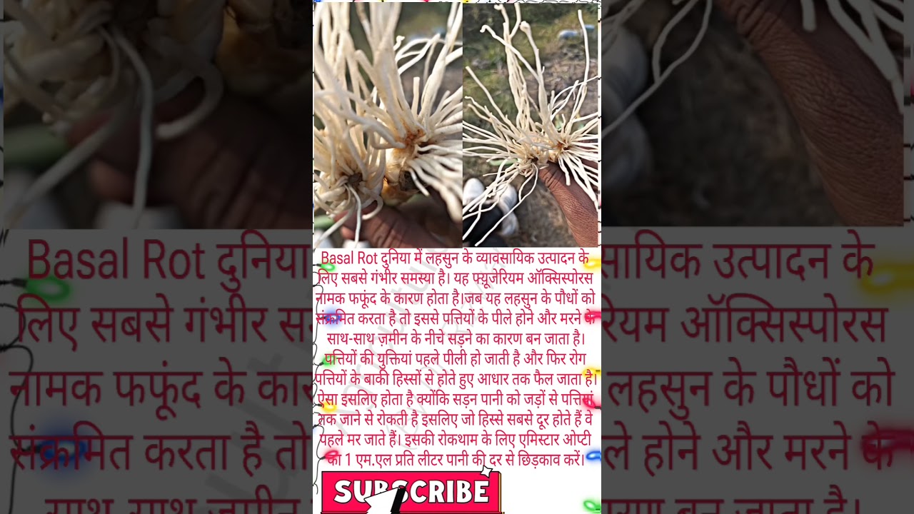 #How to control Basal Rot #Fusarium culmorum #yield Enhance #Garlic Disease #short_video #shorts