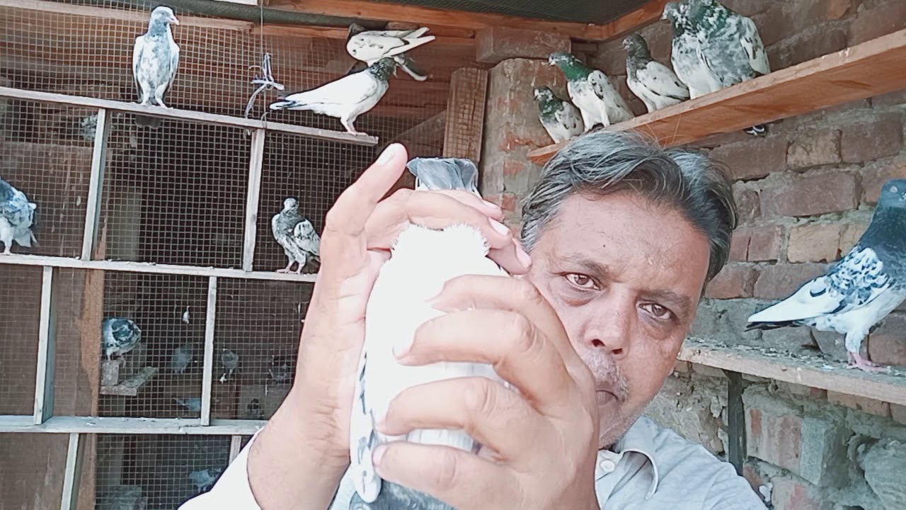 Pigeons... kabootar ki haddi jore 17 September 2019