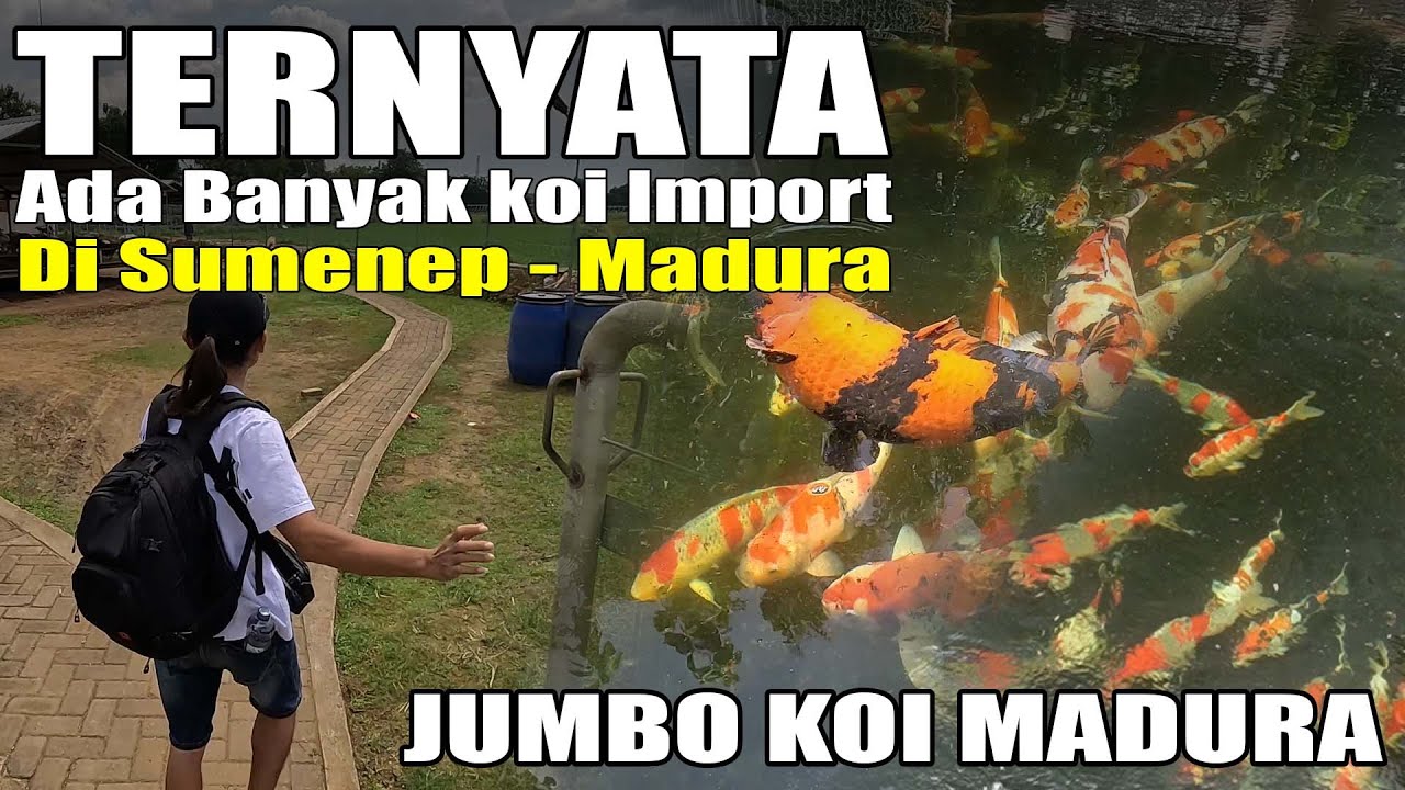 Ternyata Ada Banyak Ikan Koi Impor Di Sumenep - Madura | Jumbo Koi Madura