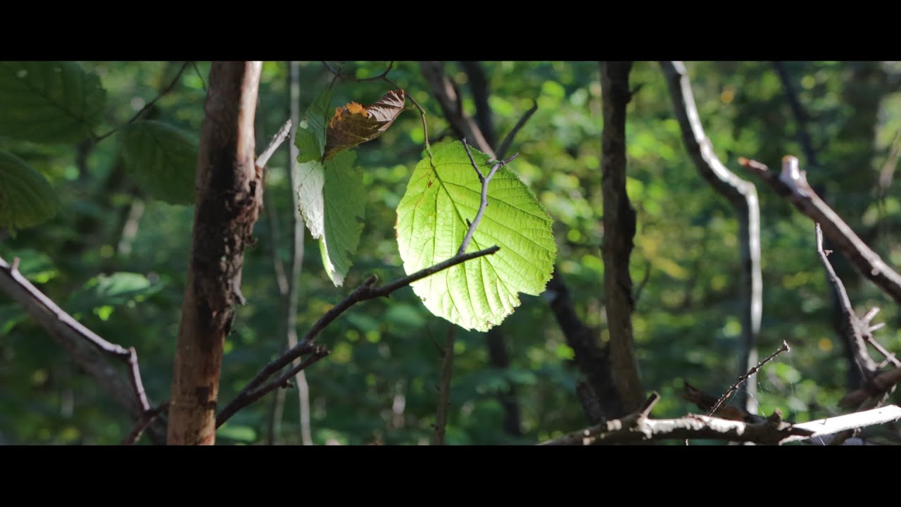 TRANQUILITY | CINEMATIC MOVIE | NATURE VIDEOS | 4K VIDEO