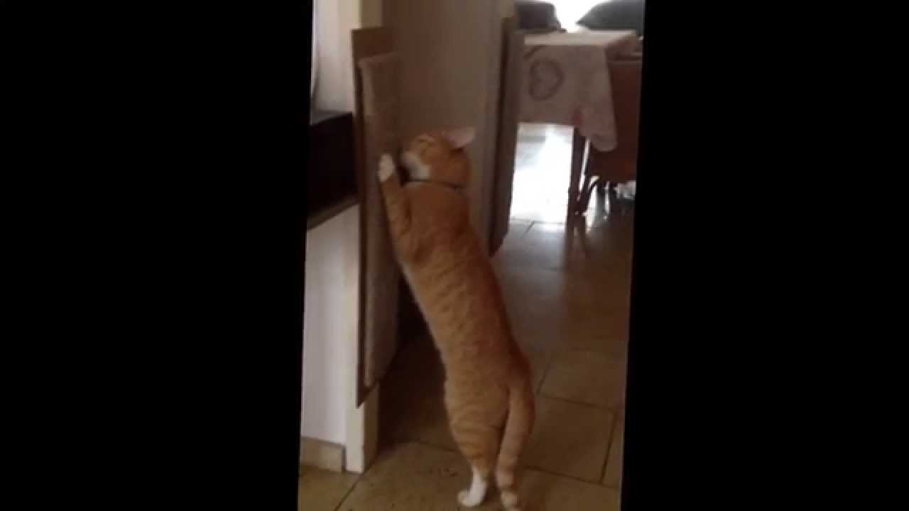 Catnip / kattenkruid effect