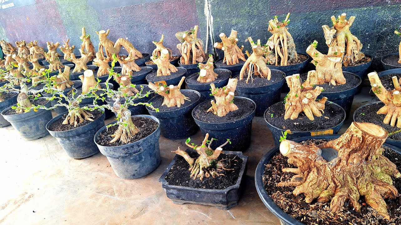 Review Harga Bonsai Prospek Berbagai Jenis WaO8533O175237 