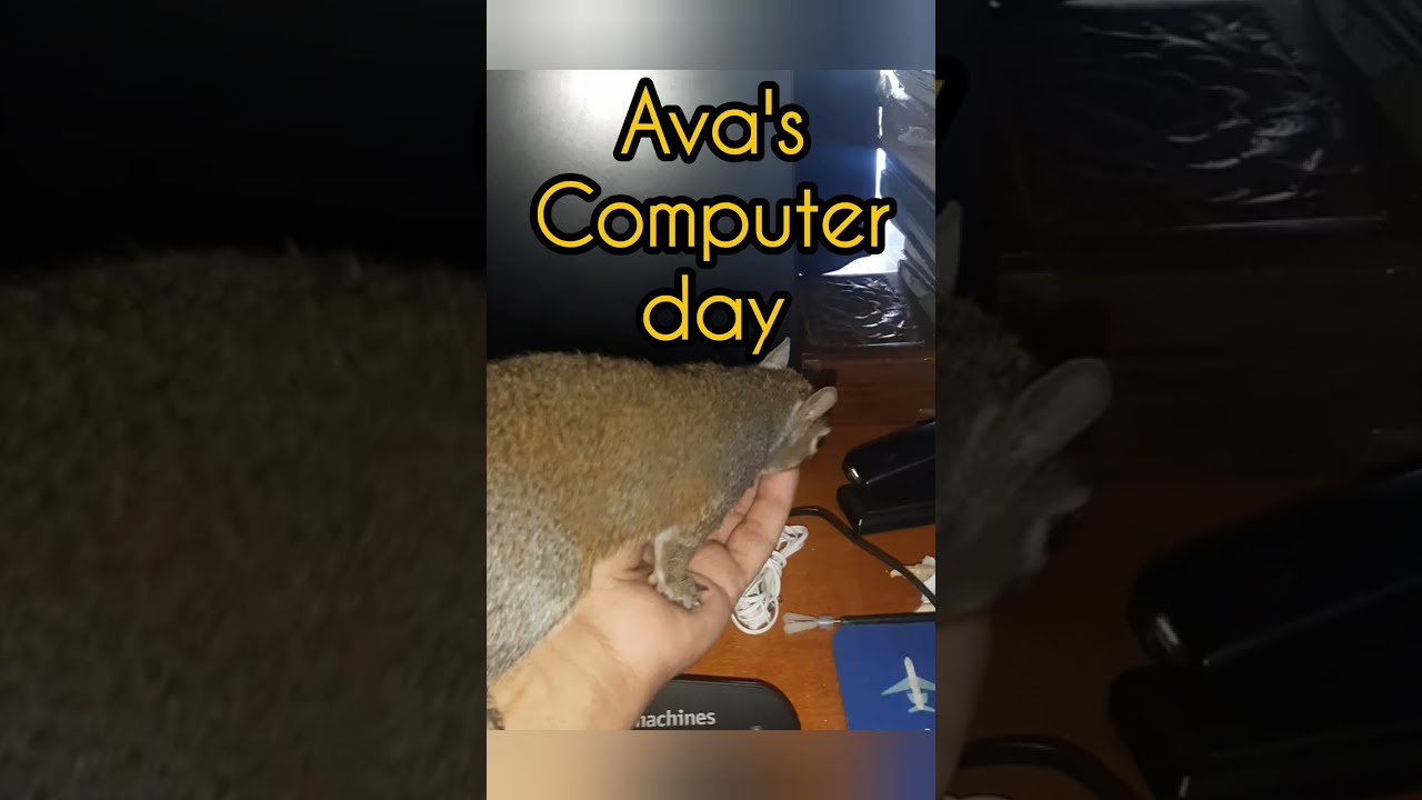 Squirrel Ava likes my computer