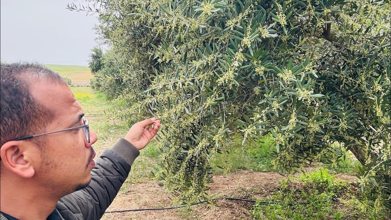 مهم جدا في فترة التزهير /نصائح وتحذيرات
