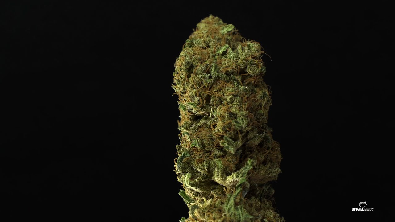 Moby Dick - Dinafem Seeds