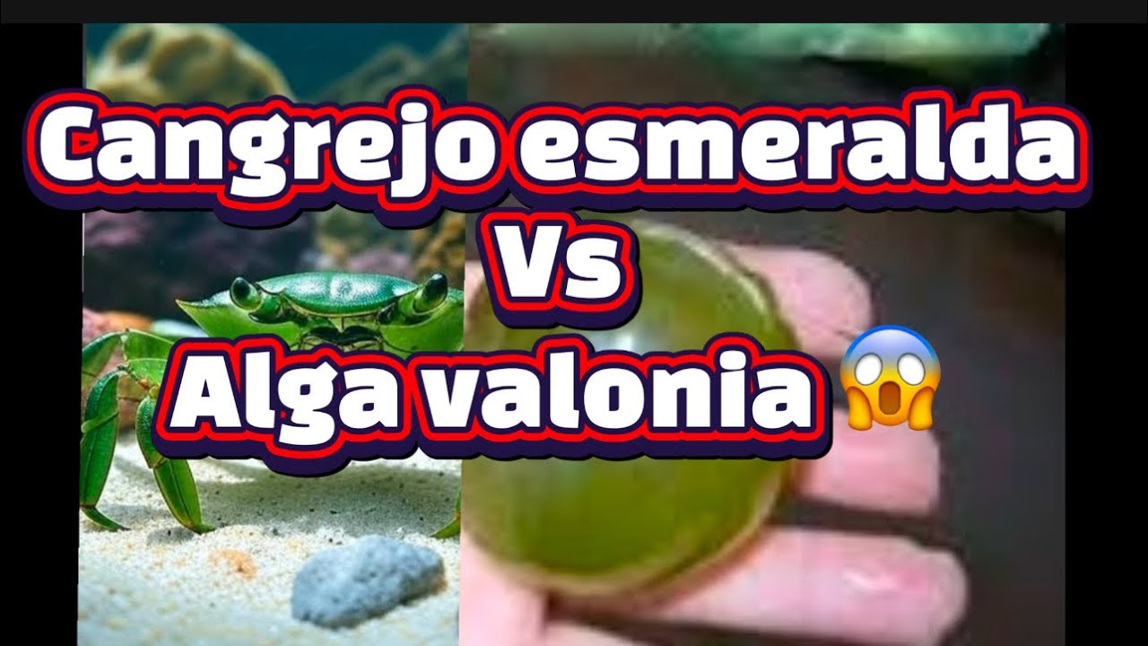 Cangrejo Esmeralda ficha y reproducción alga Valonia mito del acuarismo 😱😱Mithrax sculptus