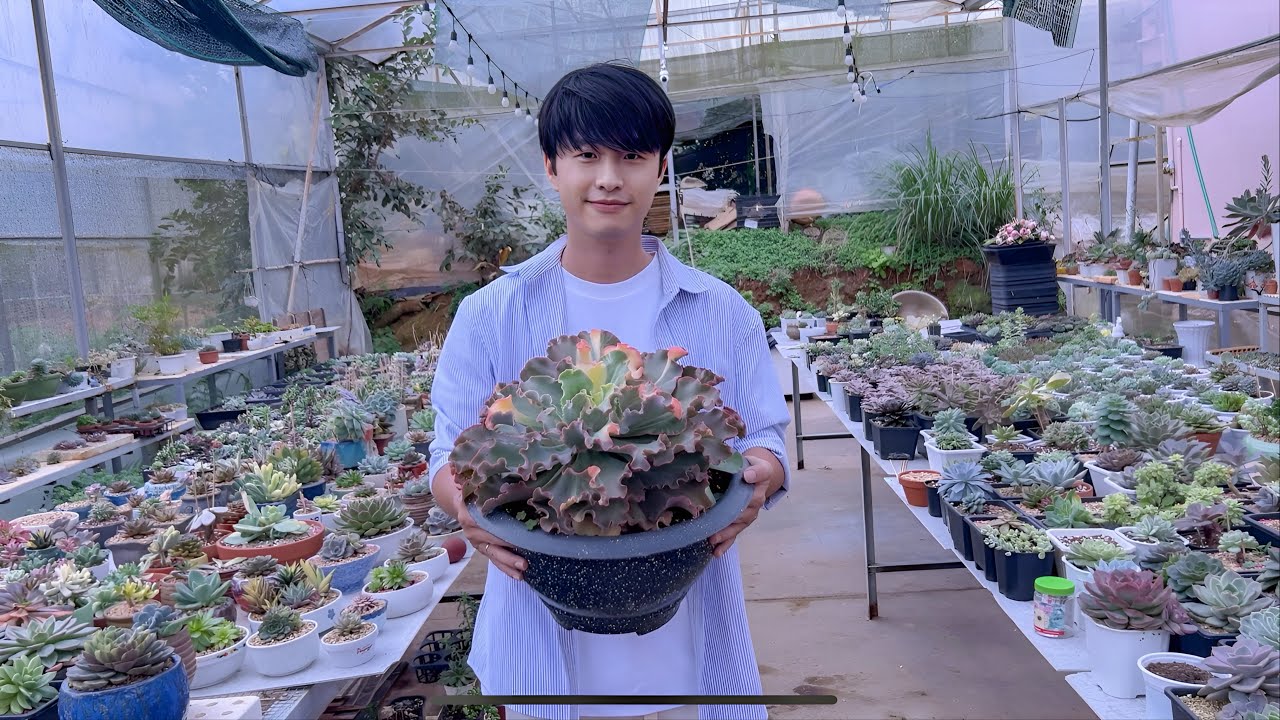 [4K] VƯỜN SEN ĐÁ ĐỘT BIẾN CỦA ANH LÊ TẤN | 다육식물 | 多肉植物 | Suculentas