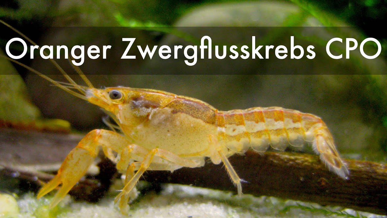 Oranger Zwergflusskrebs | Cambarellus patzcuarensis Orange CPO | Orange Mexican Dwarf Crayfish