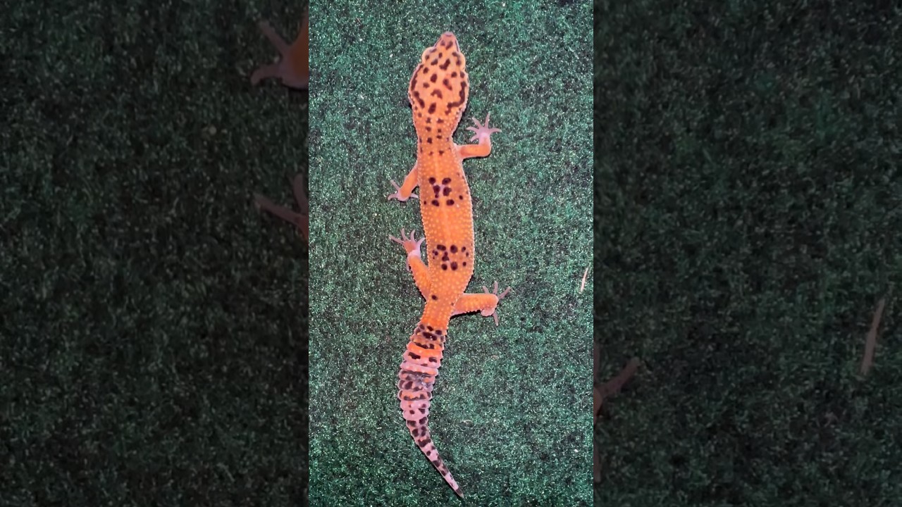 Sobre O Pre&ccedil;o Do Leopardo Gecko No Brasil! #animaisdeestima&ccedil;&atilde;o #shortsbrasil #repteis