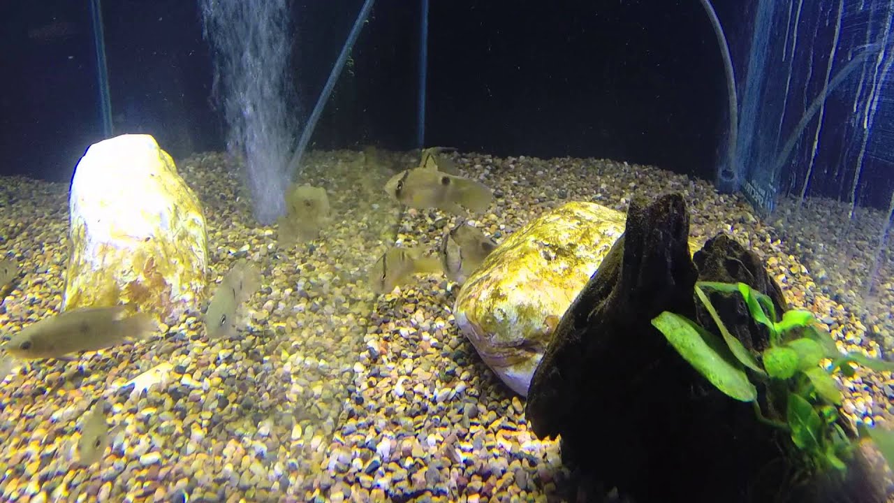 all about Keyhole Cichlids