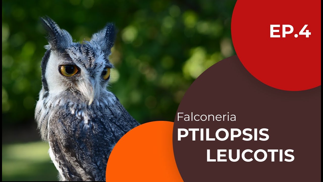 Ptilopsis leucotis - Assiolo faccia bianca - Falconeria ep. 4 - Sottotitolato