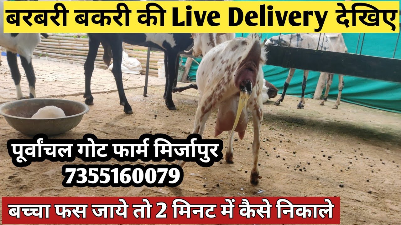 बरबरी बकरी बच्चा कैसे देती हैं। बरबरी बकरी की लाइव Delivery ll Live Delivery of Barbari Goat ll