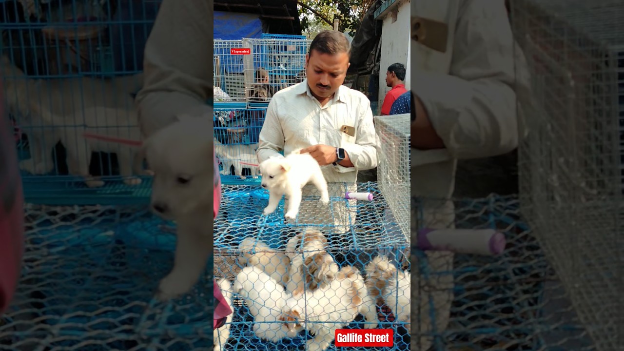 Pet Market Kolkata 😍/lowest price puppy dog/Gallif Street dogs 