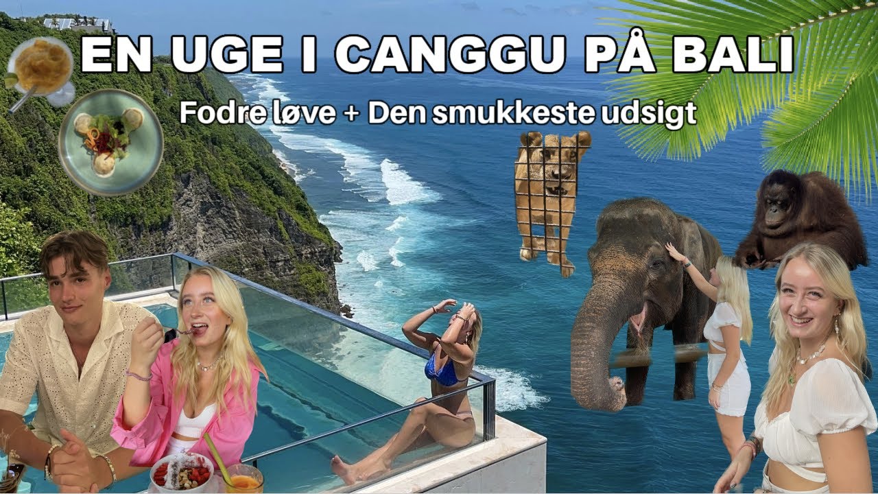 BALI VLOG - CANGGU!! Fodre løver, Dårlig mave, Smukkeste udsigt & lækkert mad.