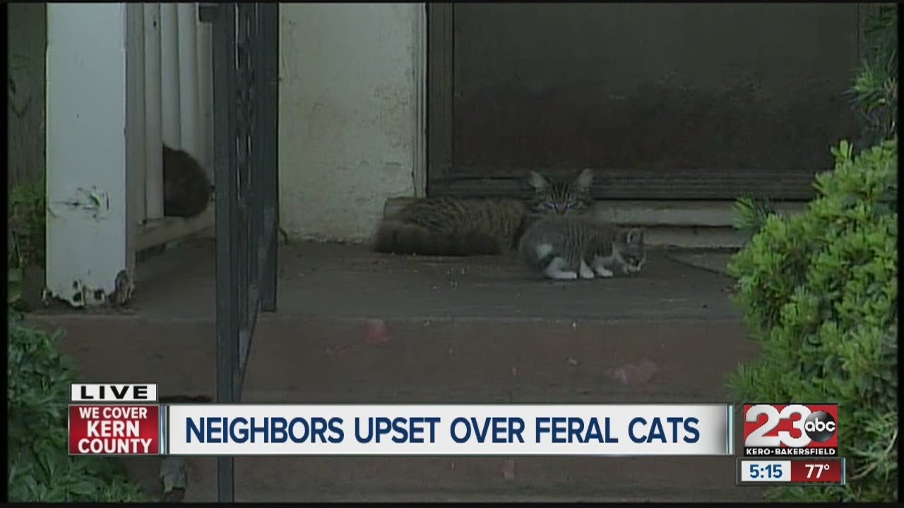 Homeowners upset that neighbors feed feral cats