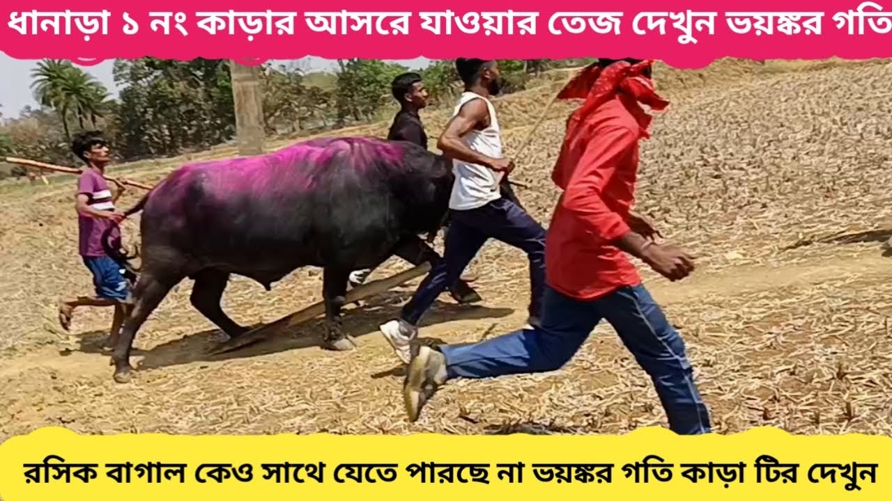 ধানাড়া ১ নং কাড়া ঝড়ের গতিবেগে আসরের দিকে যাচ্ছে দেখুন 🔥 হাইভোল্টেজ ডোজ দিয়া আছে।