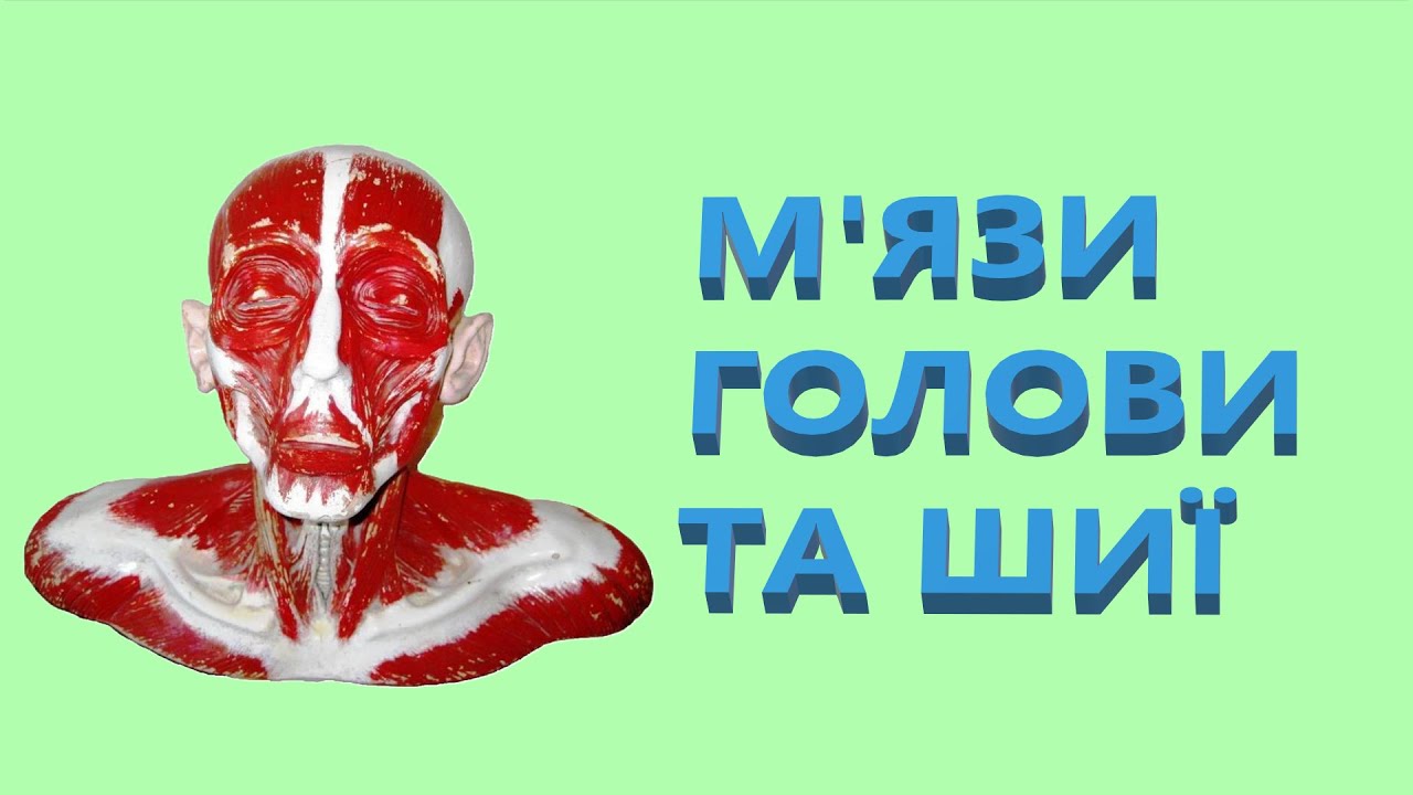 М’язи  голови та шиї