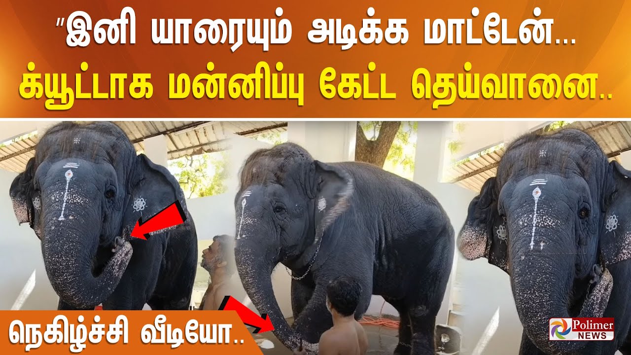 ”இனி யாரையும் அடிக்க மாட்டேன்... க்யூட்டாக மன்னிப்பு கேட்ட தெய்வானை.. நெகிழ்ச்சி வீடியோ..