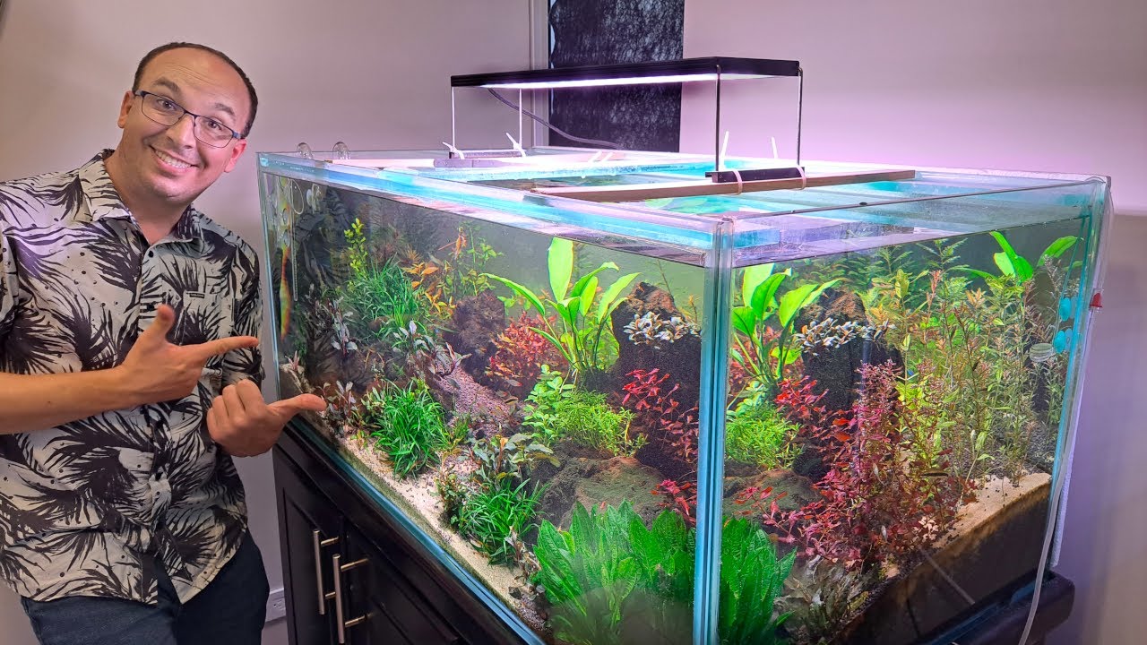 5 Essential Tips for Maintaining a Healthy and Beautiful Aquarium