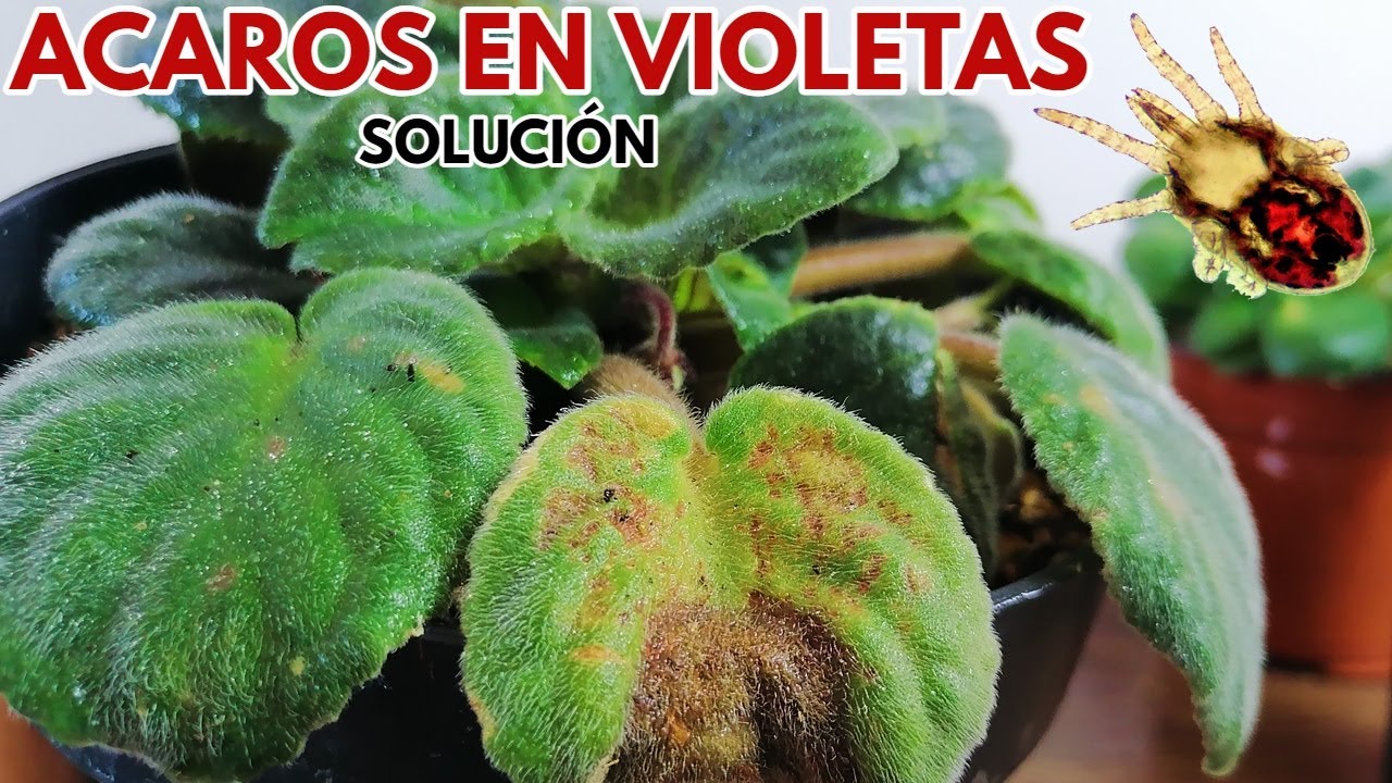 ácaros en violetas africanas chuyito jardinero