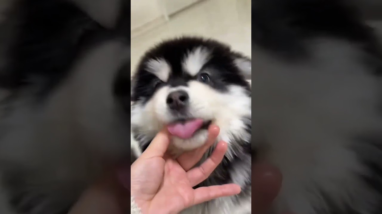 If Peace Had a Face, It Would Be This Puppy 🌸🐾 #HealingDog #PeacefulPuppy #CuteDog  #PuppyLove