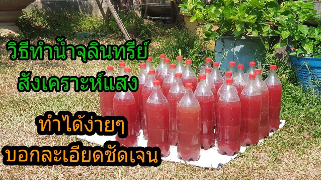 วิธีทำน้ำจุลินทรีย์สังเคราะห์แสงทำได้ง่ายๆบอกแบบไม่มีกั๊ก 12/2/2566