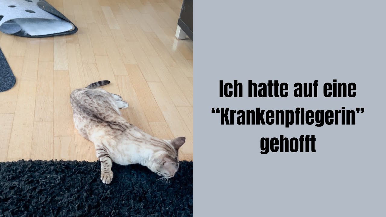 Da bitte man die Katze 1x um was #katzenaufyoutube #bengalkatze #miau #katzen #katze #katzenvideos