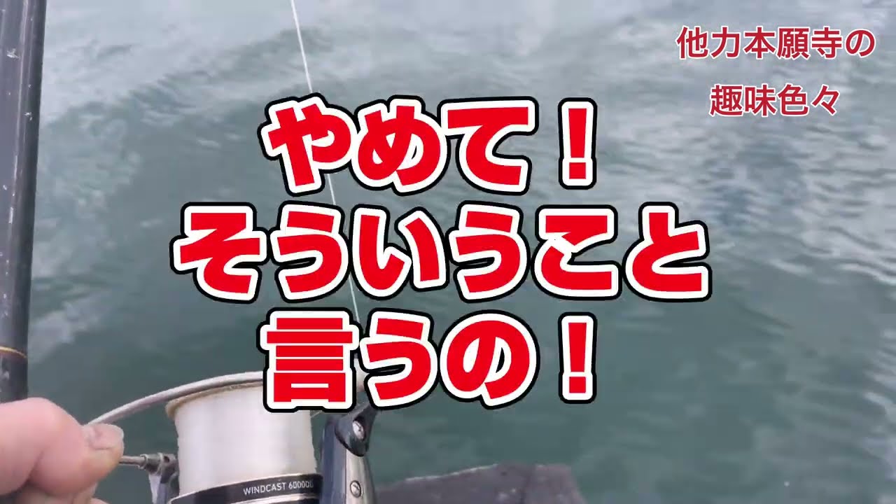 2025/12/27 正月用のブリの段取り。#広島 #釣り #広島湾 #瀬戸内海 #広島弁 #青物 #ブリ #鰤 #コノシロ #泳がせ #他力本願寺の趣味色々 #ユーチューバー #fishing