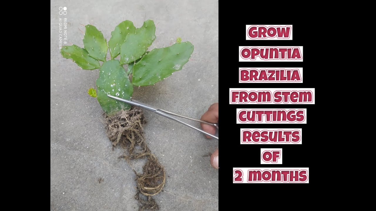 how to grow Brazilian opuntia from stem cuttings | Brasiliopuntia brasiliensis propagation
