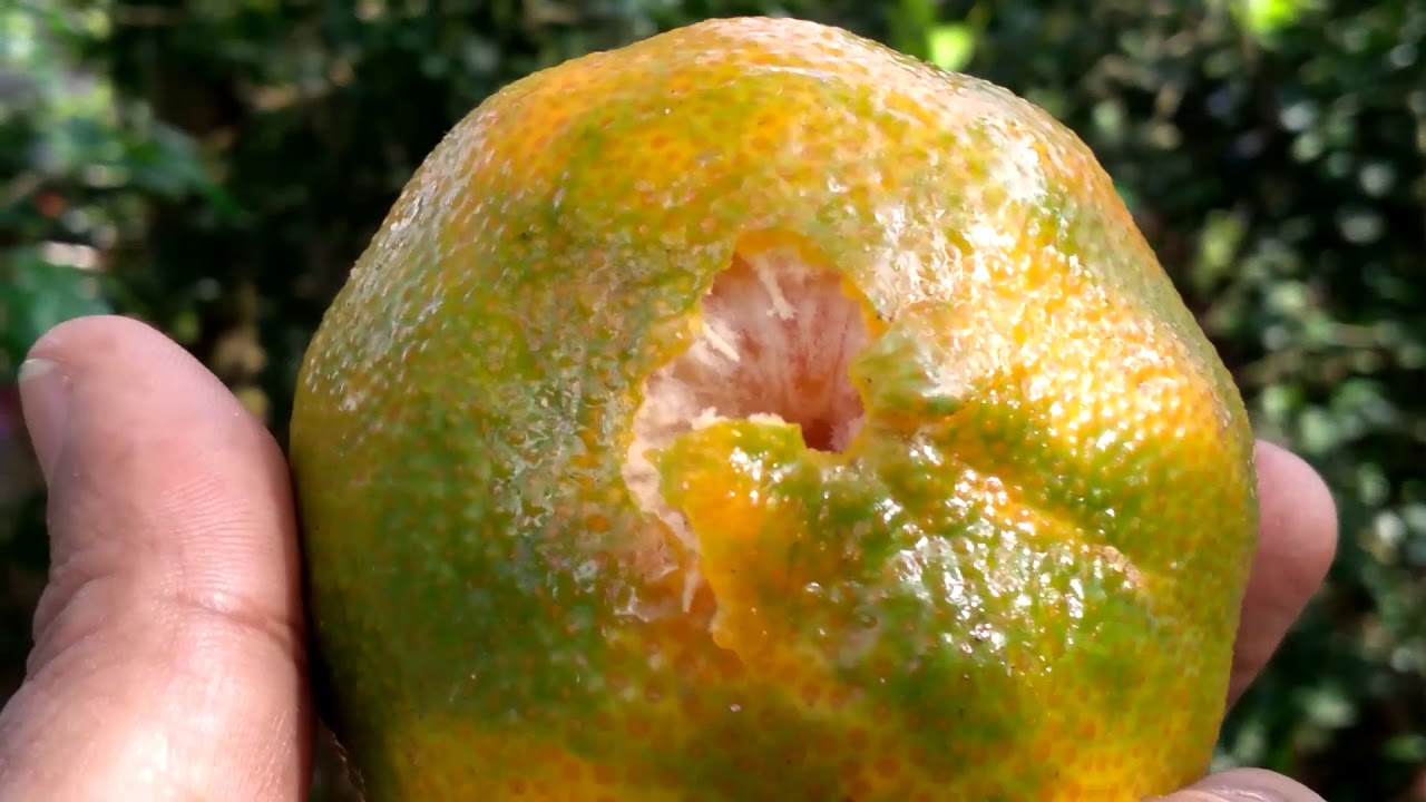 C&Oacute;MO INICIAR UN TERRENO PRODUCTIVO | El Campo en tus Manos