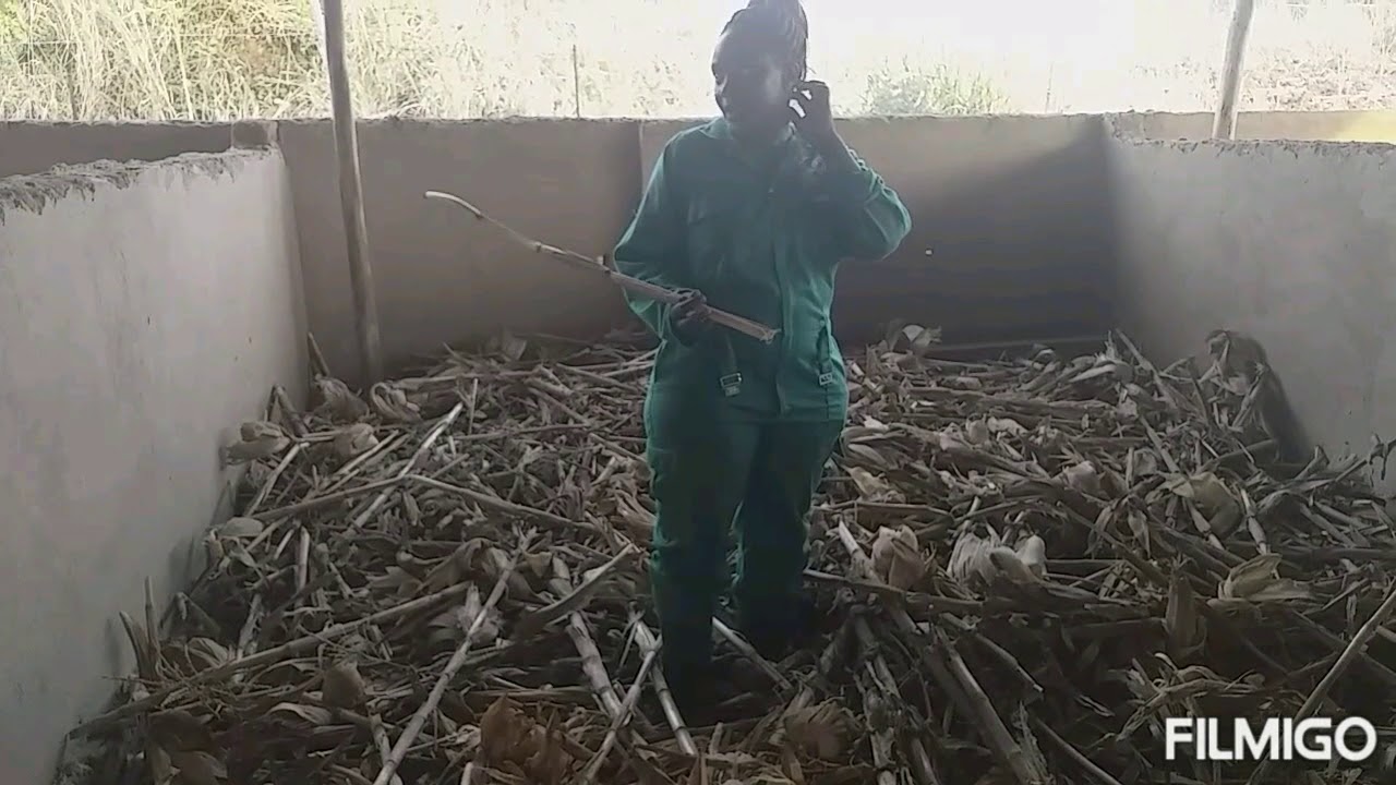 Title HOW TO CONSTRUCT IMO OR DEEP LITTER SYSTEM IN PIGGERY FARMING