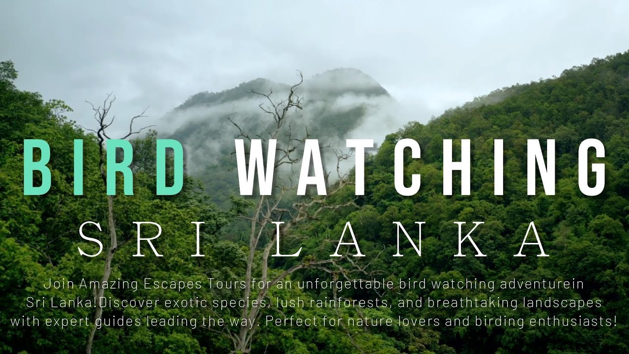 Bird Watching Sri Lanka #birdloversunite  #AmazingEscapesTours #wildlifetours  #ecotourism
