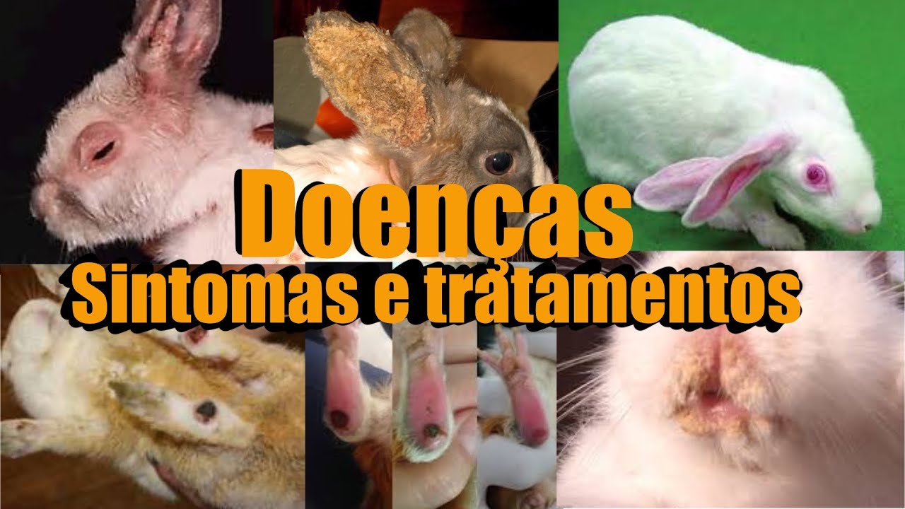 DOENÇAS DE COELHOS - TUDO SOBRE SINTOMAS E TRATAMENTOS