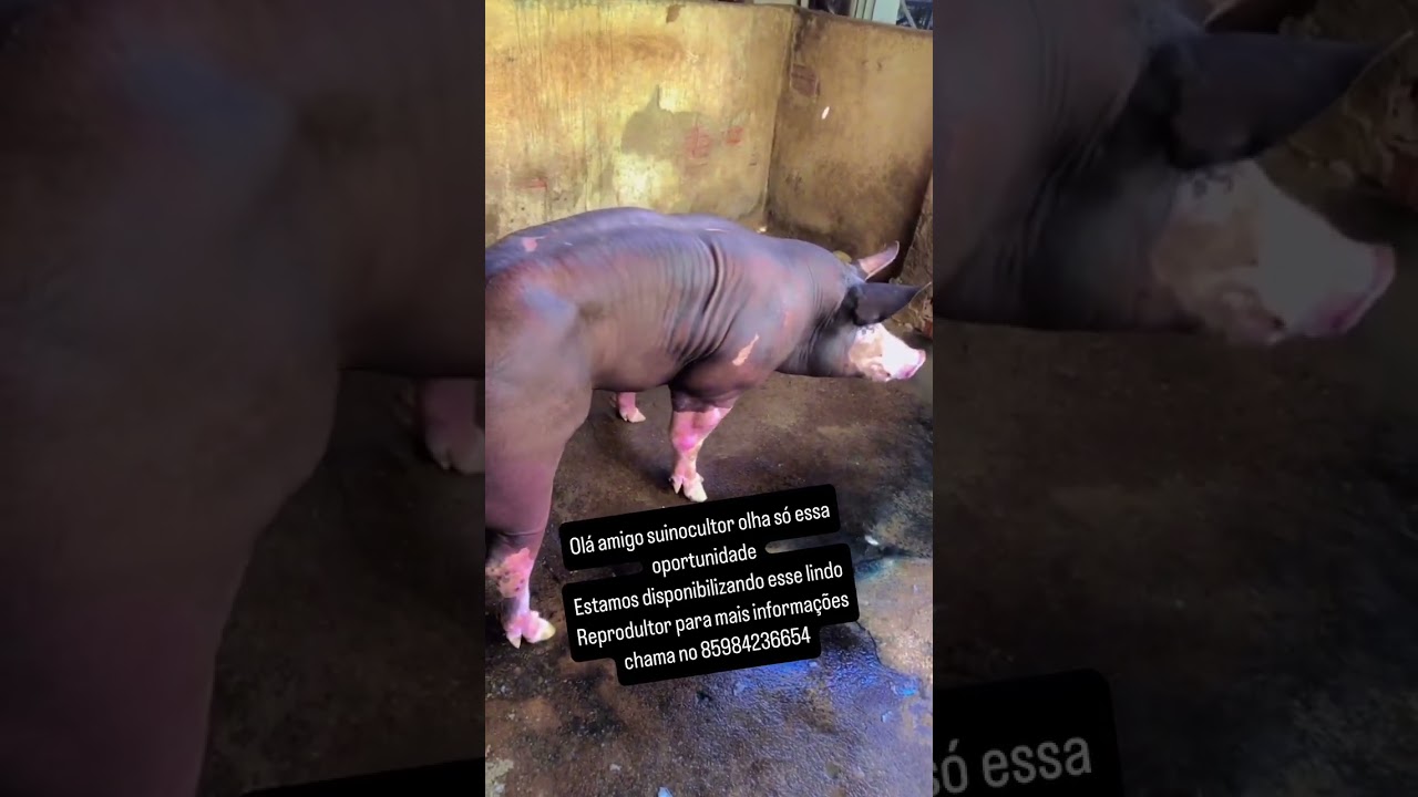 REPRODUTOR PIETRAIN belga da limoeiros su&iacute;nos dispon&iacute;vel para venda.