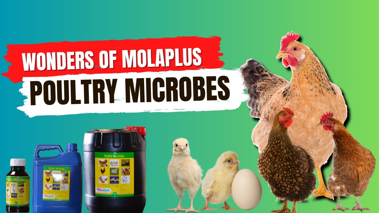 MolaPlus Poultry Microbes Has Done Wonders For Us || Amazing Results of MolaPlus Poultry Microbes