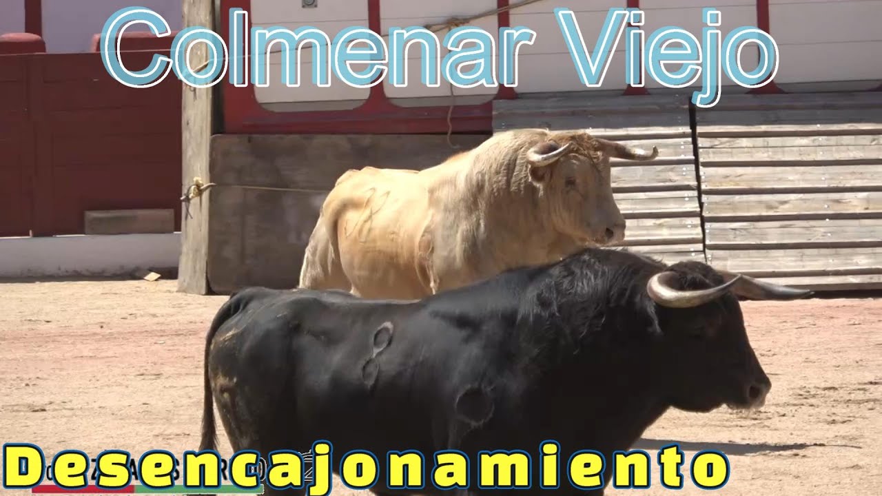 Desencajonamiento ganaderías Zacarías Moreno y Don Luis Algarra Polera, Colmenar Viejo y capea