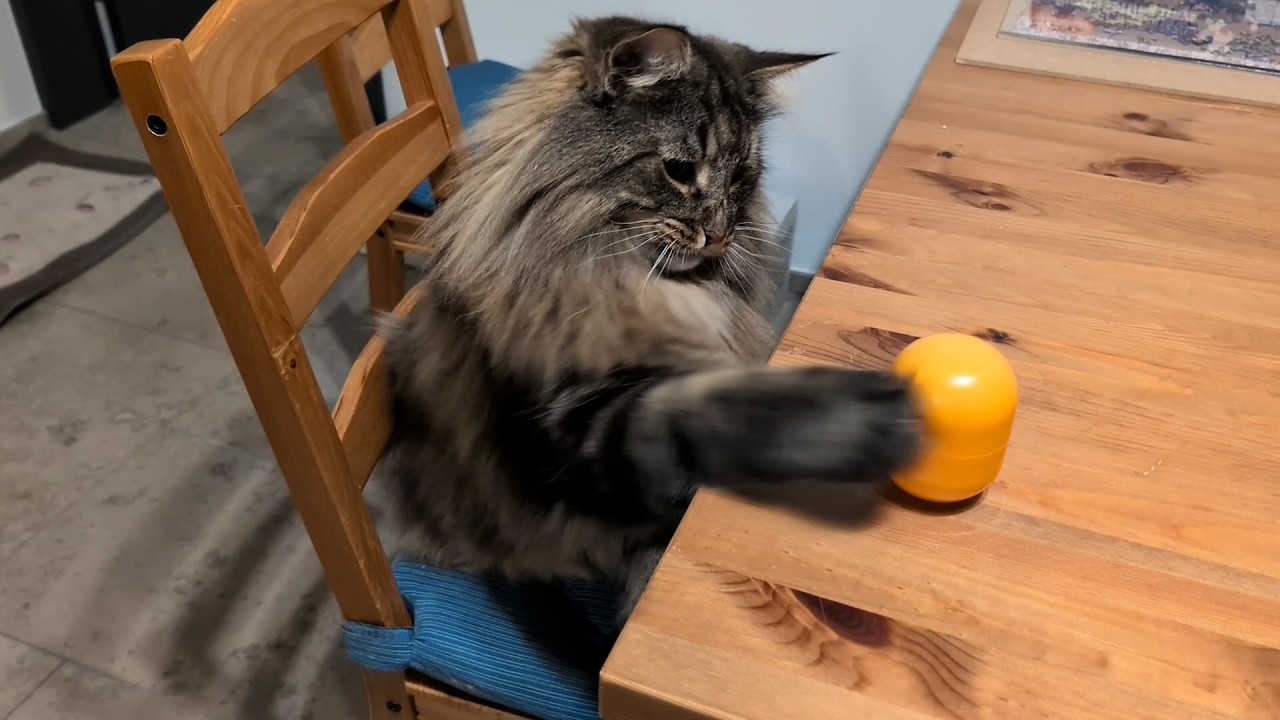 Moss and the Big Kinder Surprise Egg | Norwegian Forest Cats