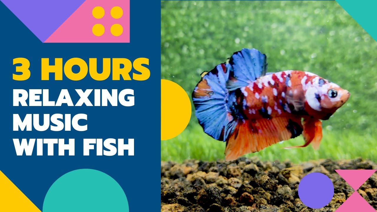 $$5.3H RECEIVE A BETTA WITH YOUR USED/NEW CAR PURCHASE|HYUNDAI, MAZDA,TOYOTA, NISSAN,MITSUBISHI,BYD