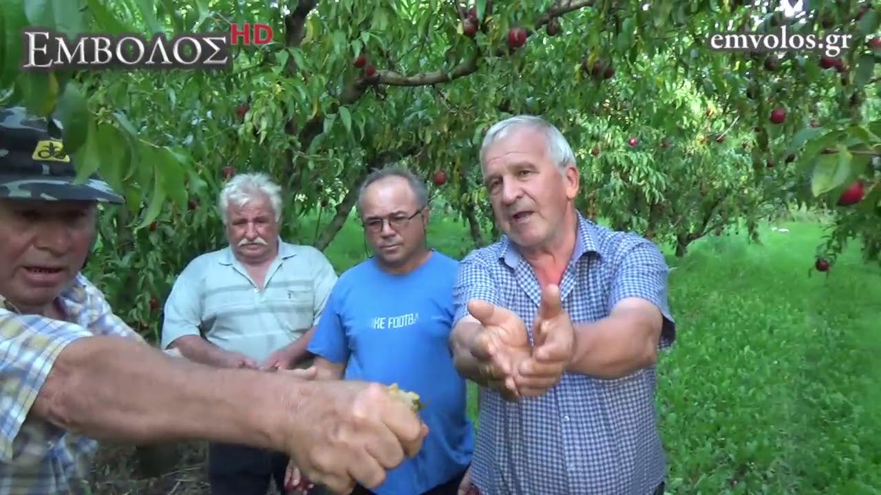 Λουτρός Ημαθίας: Καταστροφές στα ροδάκινα - Σε απόγνωση οι παραγωγοί