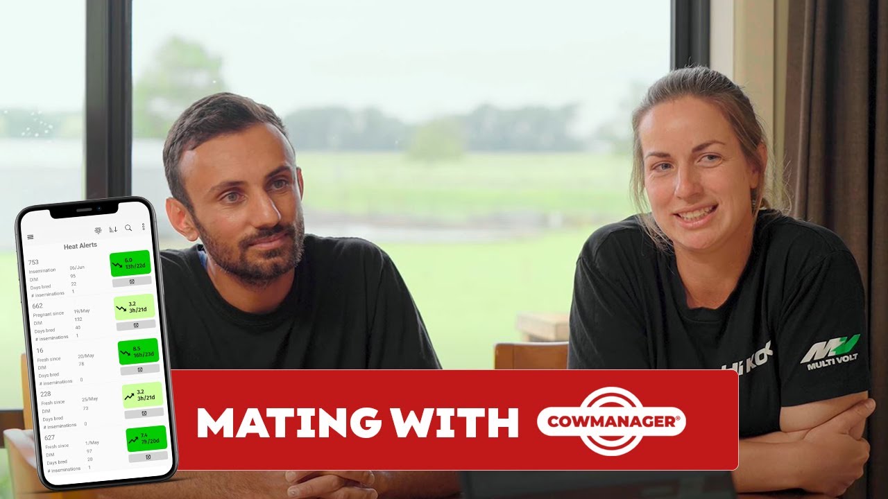 Are Ear Tags Better Than Tail Paint? | Episode 2: Mating with CowManager