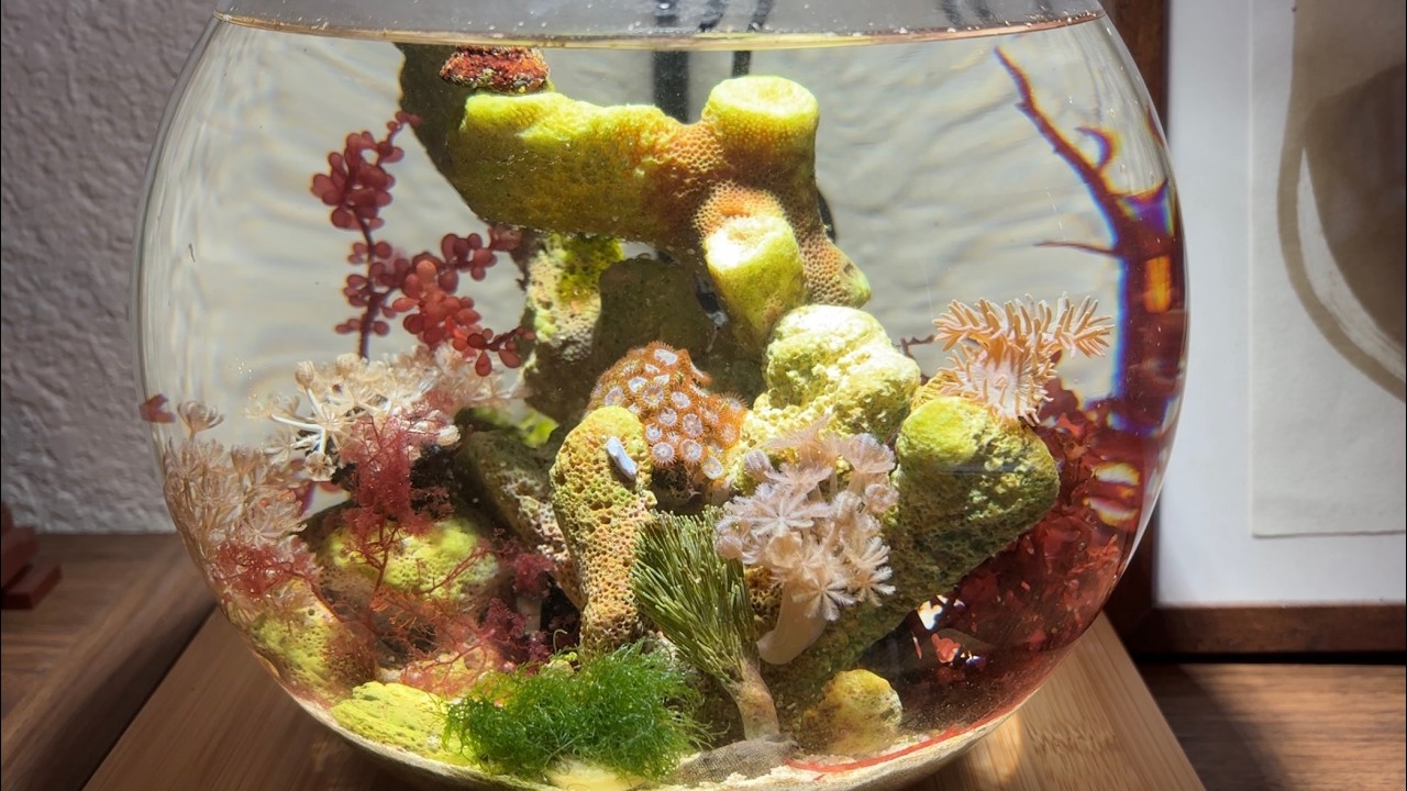 Making a 1 gallon no filter reef aquarium!