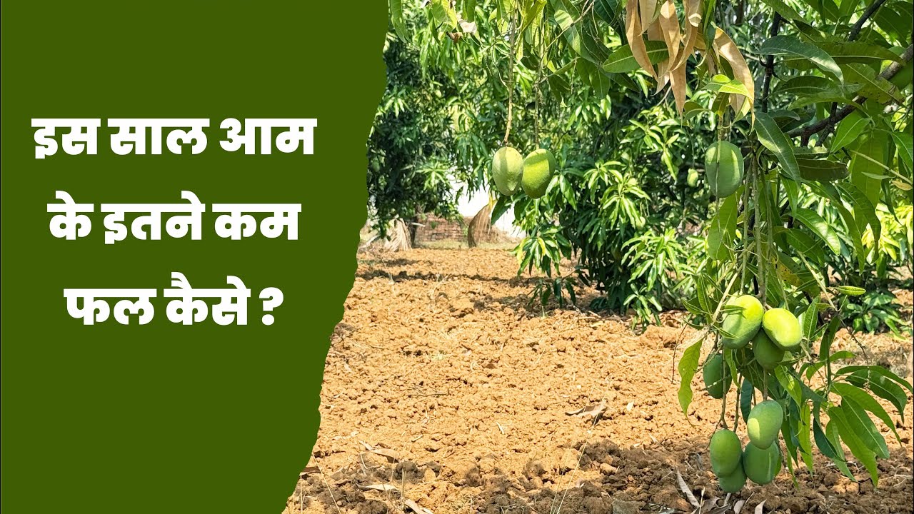 इस साल आम के फल इतने कम आए है पर क्यों ?