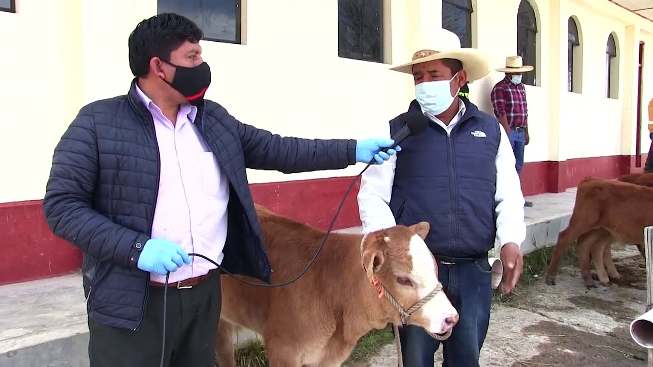 MANEJO GANADO DE BOVINO EN UNTUCO Y YURACCHUASI