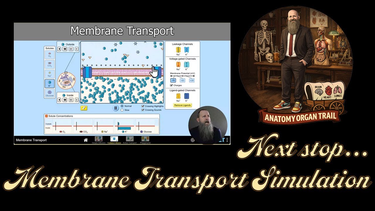 Моделирование мембранного транспорта