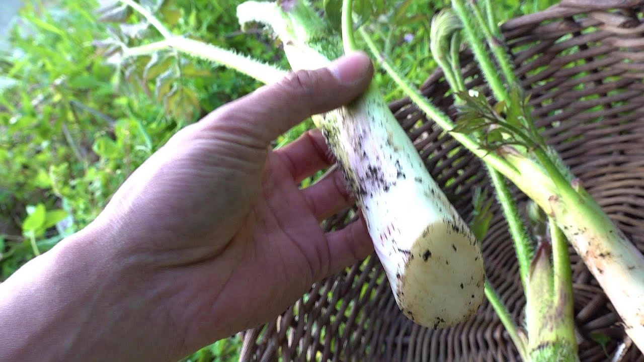 庭にウドという大型山菜を植えています